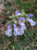 Salvia africana