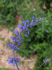 Salvia agnes