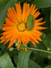 Green frog on orange calendula flower