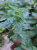 stinging nettle plant