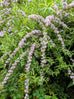Buddleja &