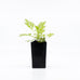 Sweet Wormwood