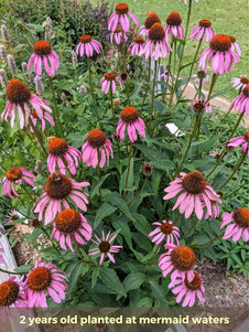 echinacea plant