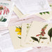 Herbs and Medicinal Plants Knowledge Cards