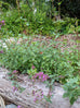Oregano - Hopley&