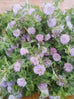 Red Clover