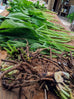 comfrey leaf and root on table