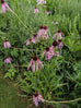 Echinacea Pale Coneflower (Pallida)