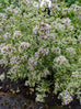 Oregano - Variegated Oregano Flowers