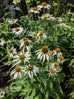 Echinacea purpurea &