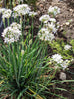 Chives - Garlic Chives