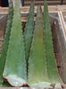 Aloe barbadensis