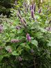 Anise Hyssop Flowers