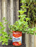 oregano growing in a empty tomato can