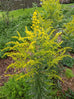 Goldenrod (European)