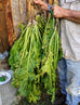 Horseradish Plant