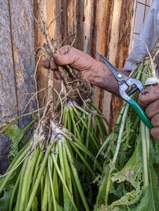 Horseradish Root