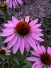 echinacea plant australia