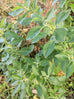 ashwagandha shrub