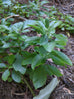 ashwagandha plant