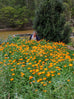 calendula plants