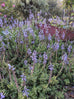 coleus caninus
