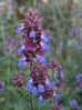 Salvia rubiginosa