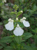 Salvia microphylla &