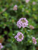 Thyme - Cretan Thyme