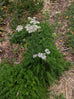 Yarrow White Plant