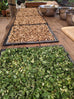 comfrey leaf and root drying