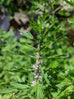 Motherwort