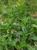 Basil - Green Pepper Basil