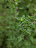 Majoram - Pot Marjoram