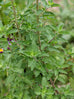 Majoram - Pot Marjoram