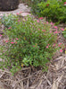 Salvia microphylla &