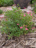 Salvia microphylla &