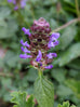 Self Heal