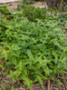 Mint - Native River Mint