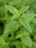 Mint - Native River Mint