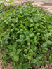 Red Clover