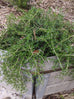 Rosemary - Prostrate Rosemary