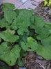 Coltsfoot