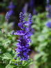 Salvia &