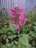 Salvia involucrata &