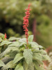 Salvia confertiflora