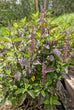 Thai Holy Basil Plant in bloom