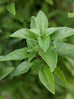 Basil - Greek Basil