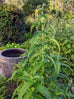 Boneset Herb Plant