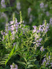 Goats Rue